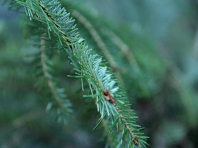 2Tree5 2Tree5