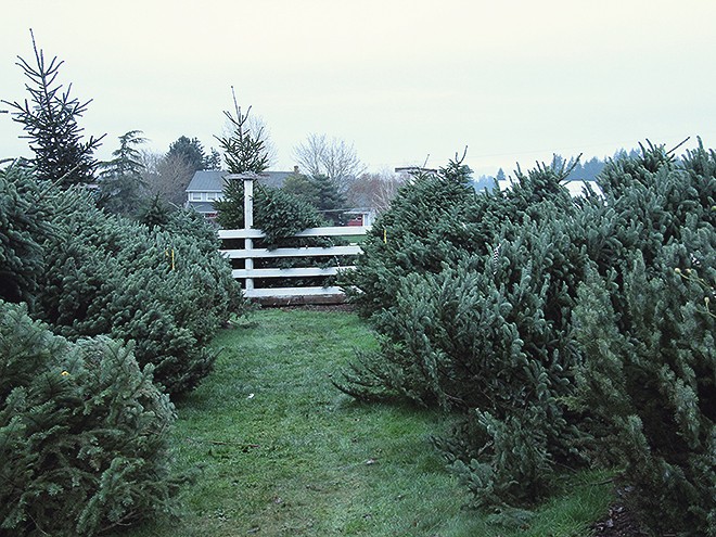 2Tree2 2Tree2