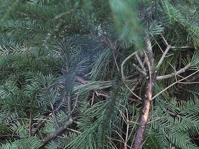 2Tree4 2Tree4