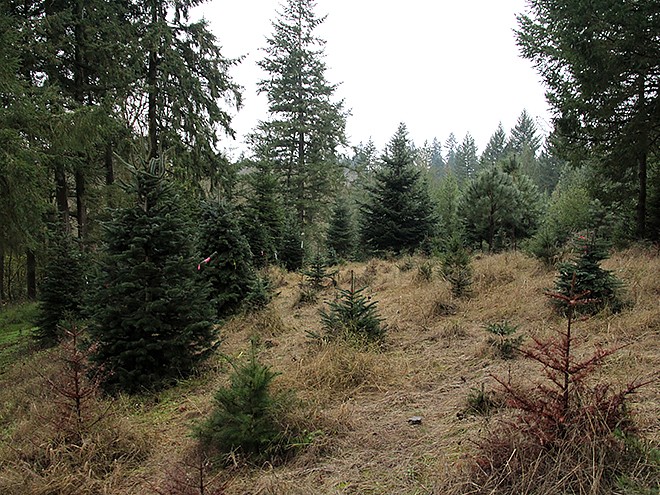 2Tree22 2Tree22