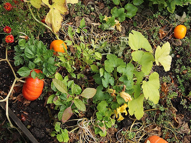 19GArden7 19GArden7