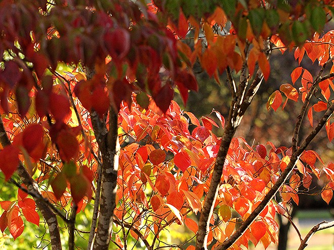 6Leaves1 6Leaves1