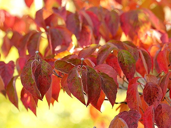 6Leaves1 6Leaves1
