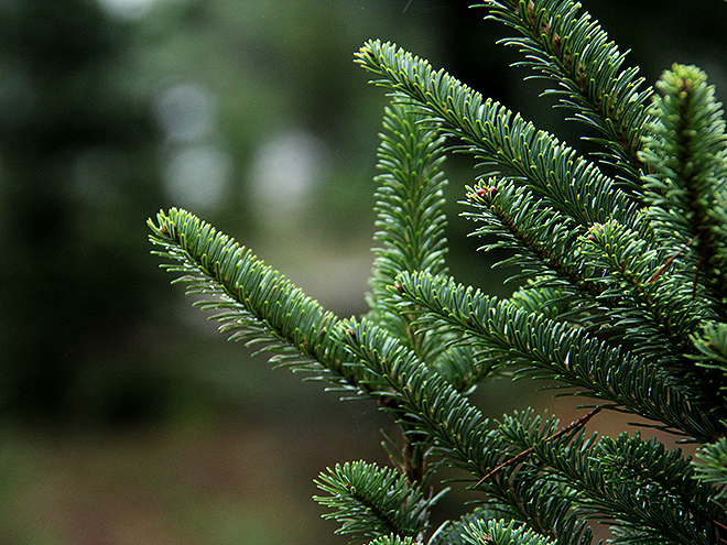 2Tree10 2Tree10