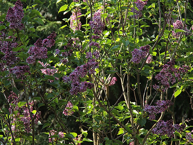 26Lilac1