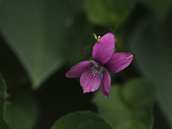 8Flowers3 8Flowers3