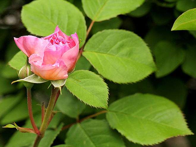 8Flowers3 8Flowers3