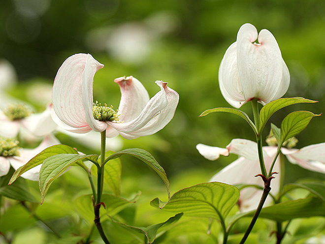 8Flowers3 8Flowers3