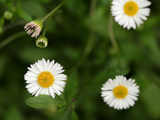 8Flowers8 8Flowers8