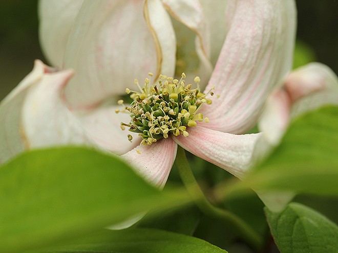 8Flowers8 8Flowers8