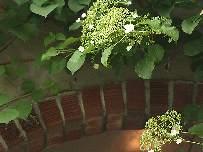 8Flowers8 8Flowers8