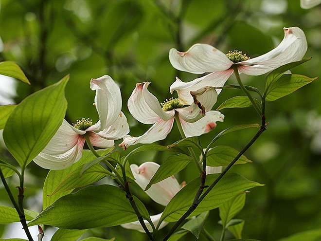 8Flowers8 8Flowers8