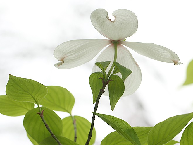 8Flowers8 8Flowers8