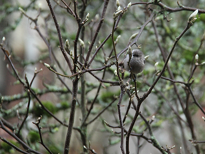24Bird2 24Bird2