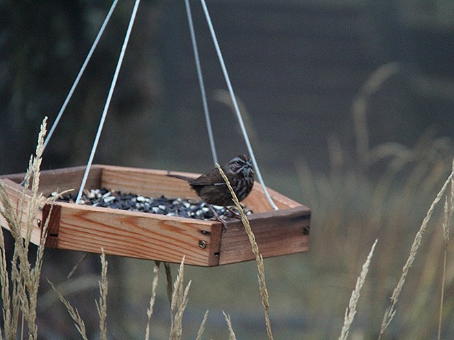 24Bird2 24Bird2