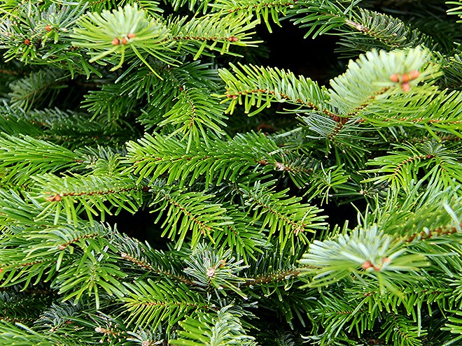 1TreeFarm8 1TreeFarm8