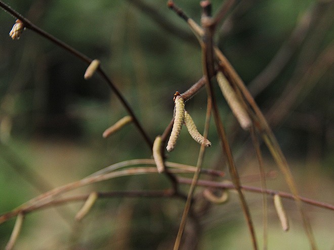 1TreeFarm8 1TreeFarm8
