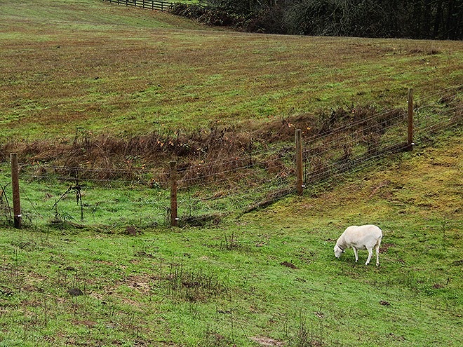 1TreeFarm16 1TreeFarm16