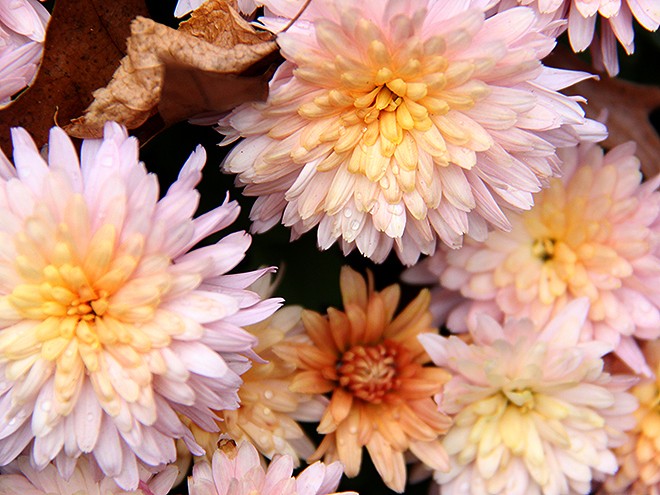 14Mums1 14Mums1