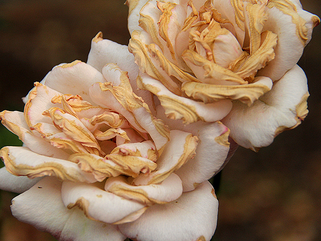 14Roses1 14Roses1