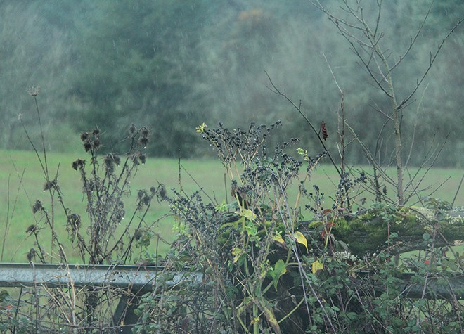 IMG_8483 IMG_8483
