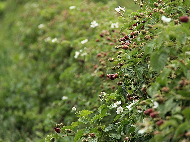 23Berries7 23Berries7