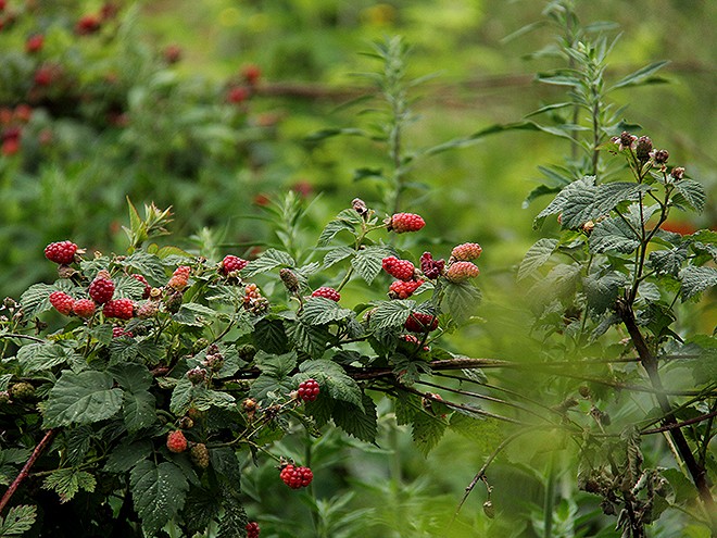 23Berries17 23Berries17