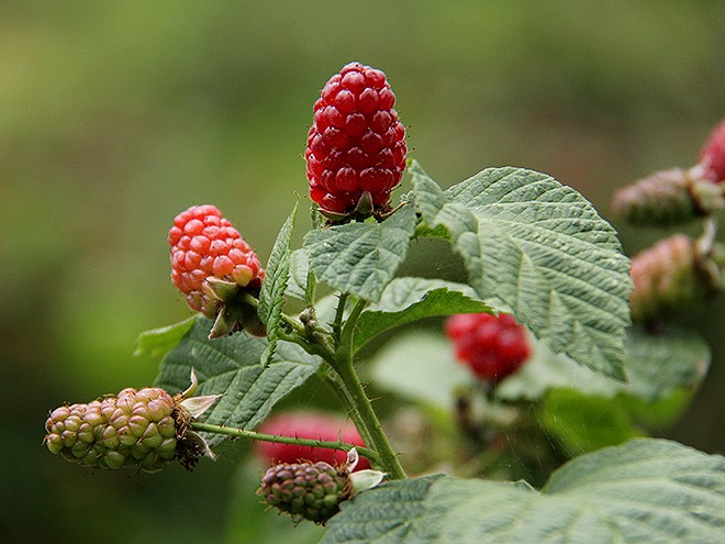 23Berries17 23Berries17