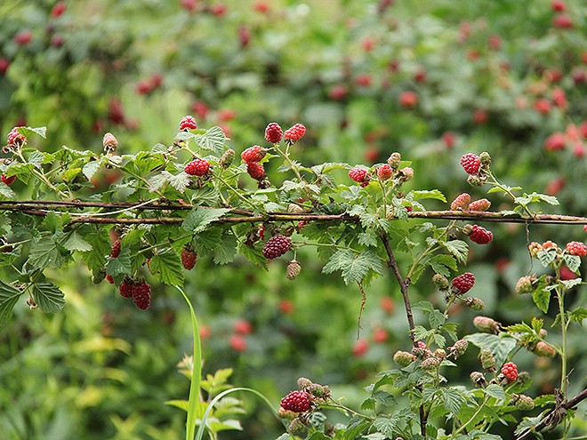 23Berries17 23Berries17