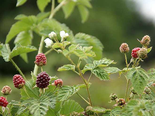 23Berries17 23Berries17