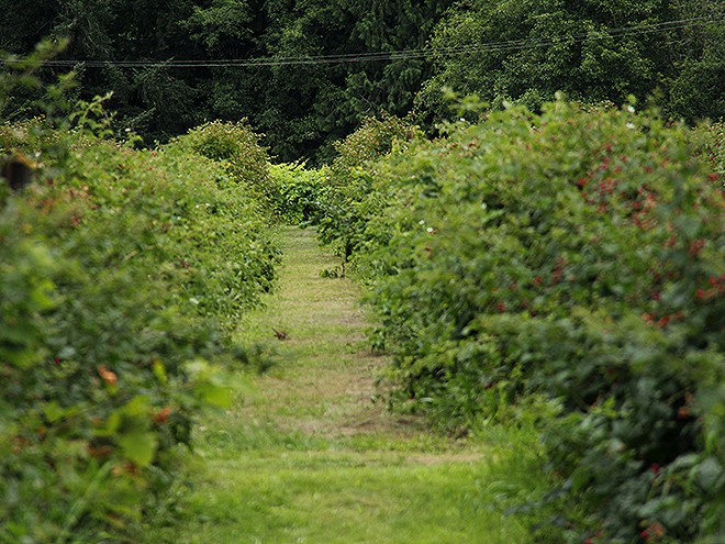 23Berries17 23Berries17