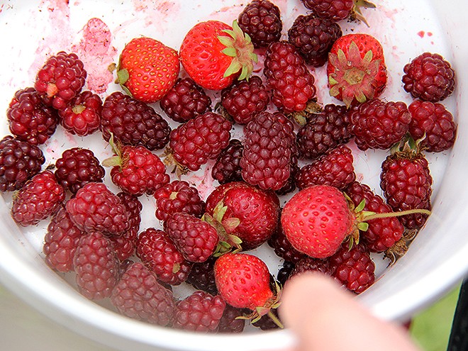 26IpadBerries1 26IpadBerries1