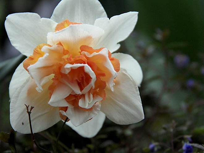 11Flowers1 11Flowers1