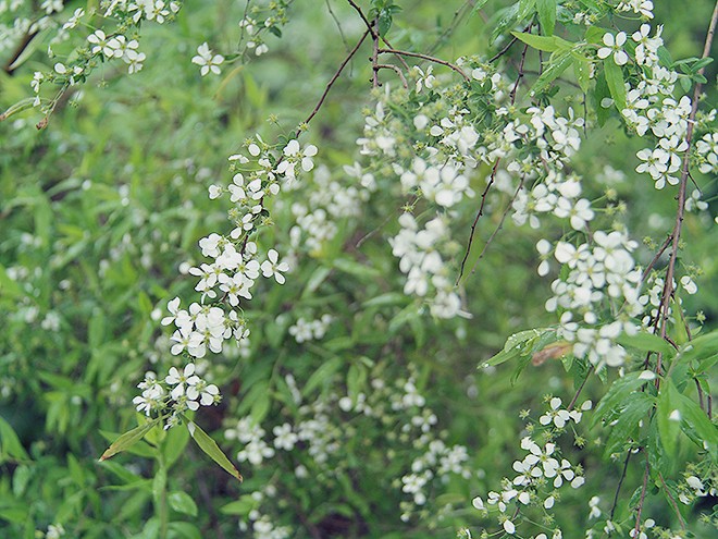 11Flowers1 11Flowers1