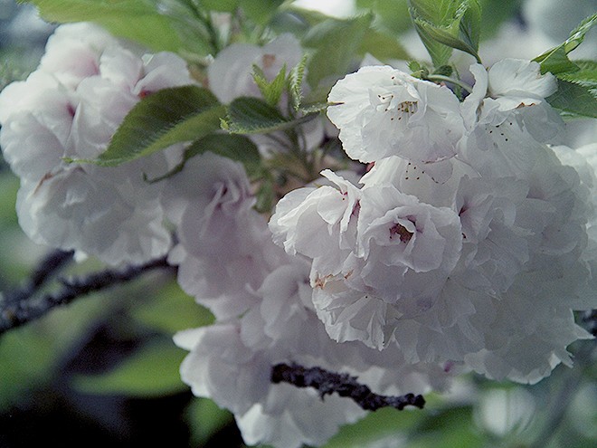 11Flowers1 11Flowers1