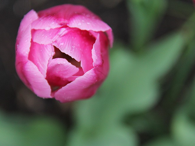 11Tulip1 11Tulip1