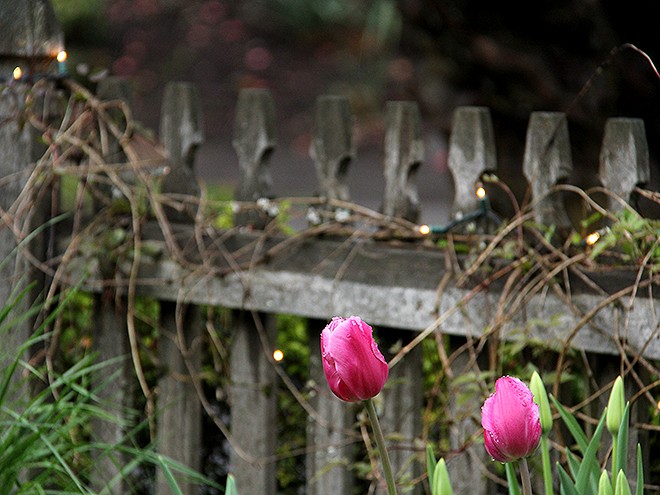 12Tulips2 12Tulips2
