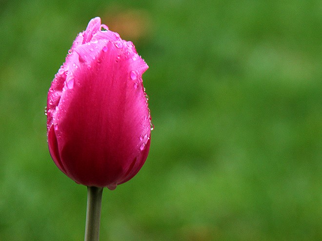 12Tulips2 12Tulips2