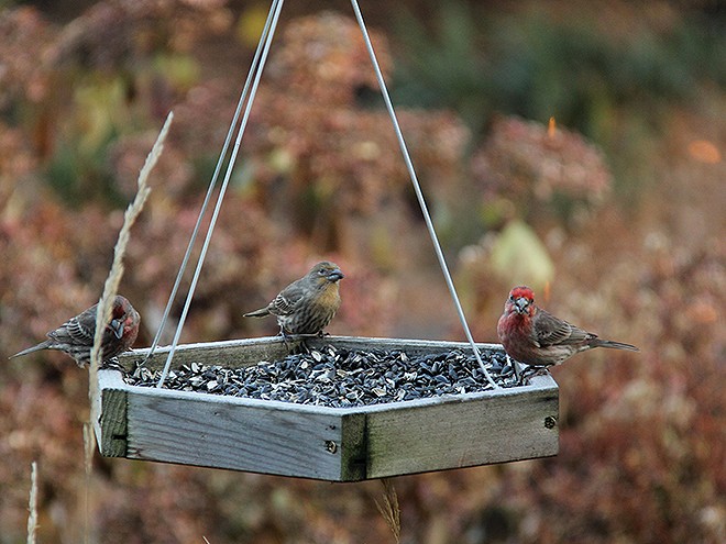 3Birds1 3Birds1