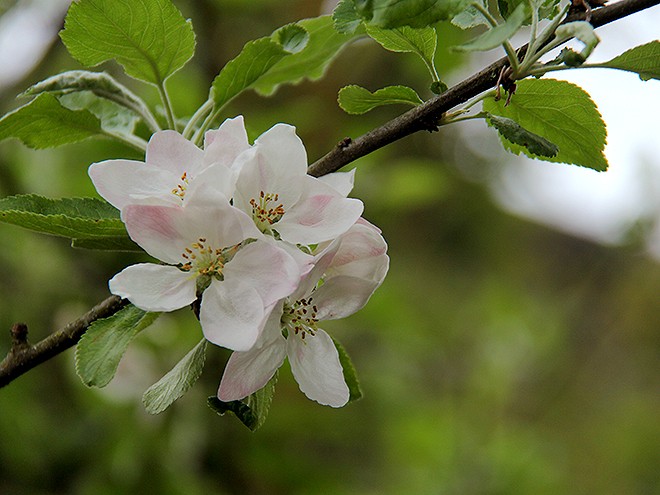 25Blossoms1 25Blossoms1