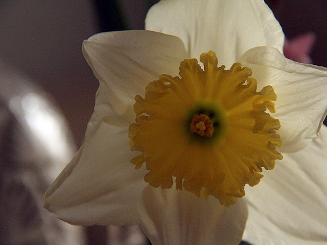 10Daff1 10Daff1