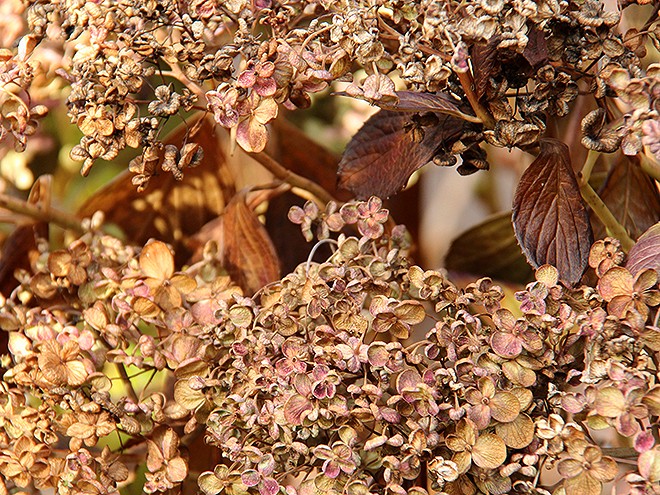 3Hydrangea 3Hydrangea