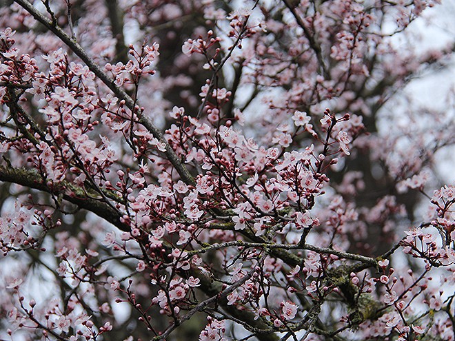 19Tree 19Tree
