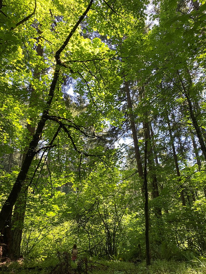 Woods1 Woods1