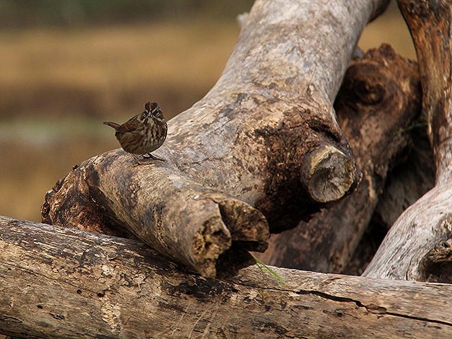 11SD12 11SD12
