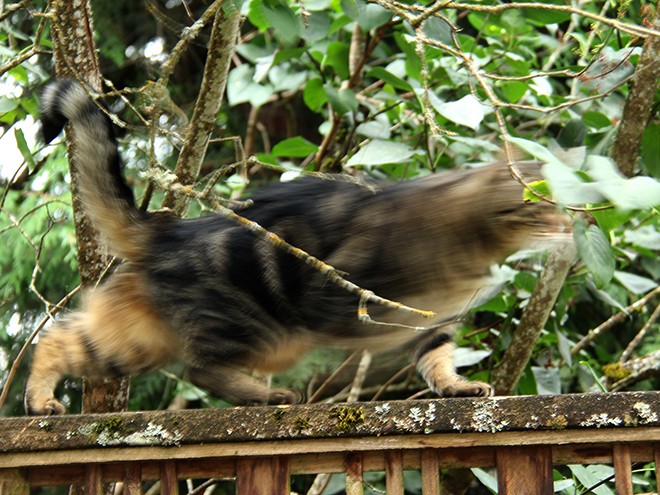 Kitty1 Kitty1