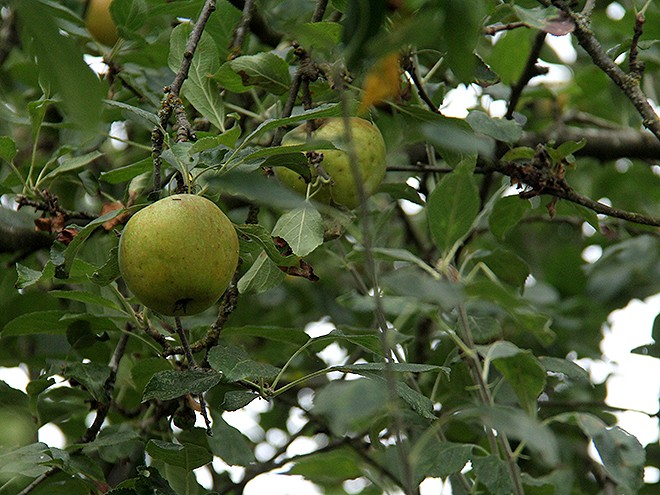 Apples1 Apples1