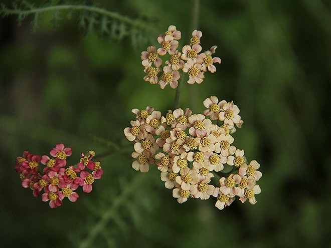 Flowers1 Flowers1
