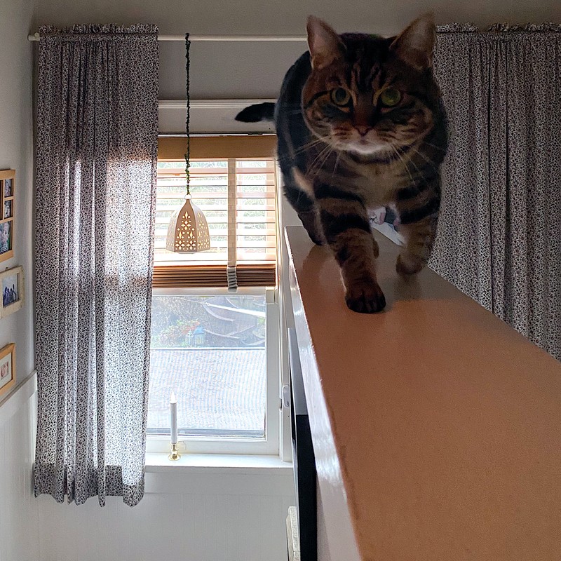 Kitty2 Kitty2
