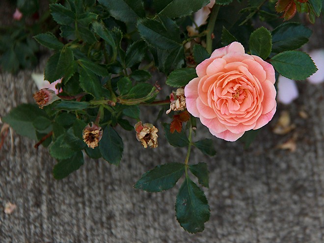 Rose1 Rose1